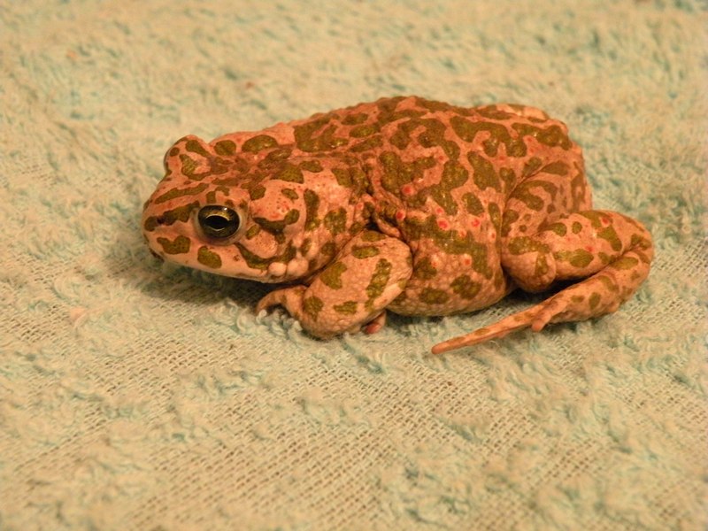 Bufo viridis